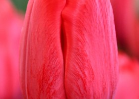Tulipa Invader ® (3)